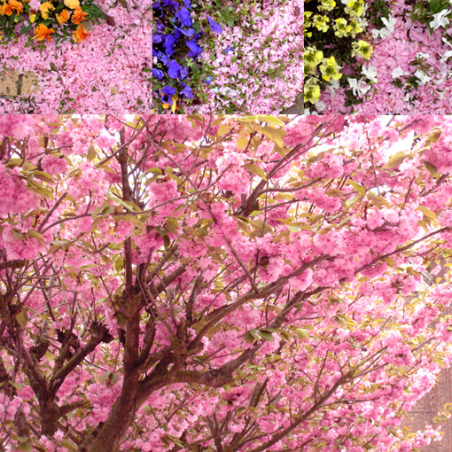 cerisiers-du-japon.jpg