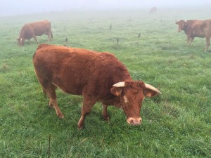 2015-11-10 09.56.02 HDR