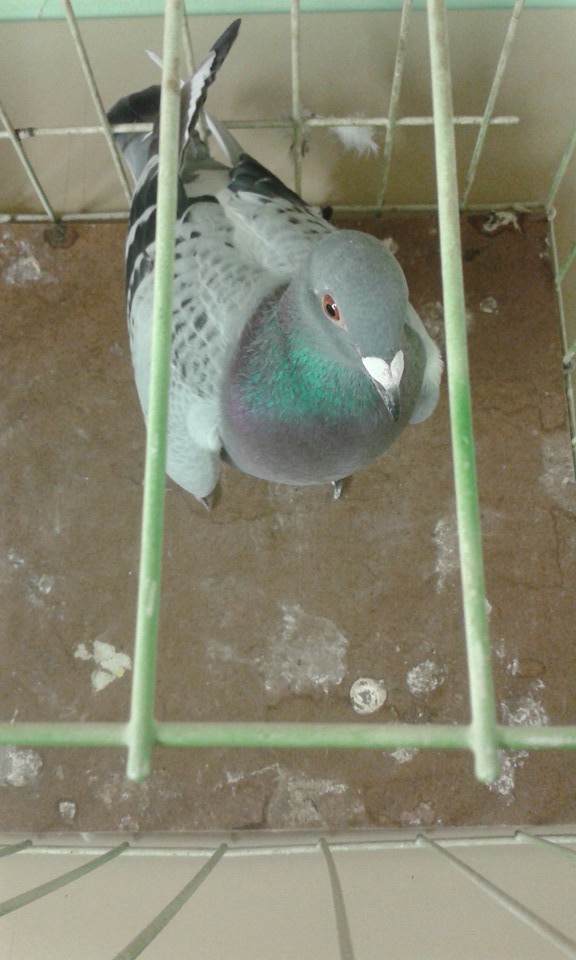 12418114_10153812403144691_1612336800240094069_n